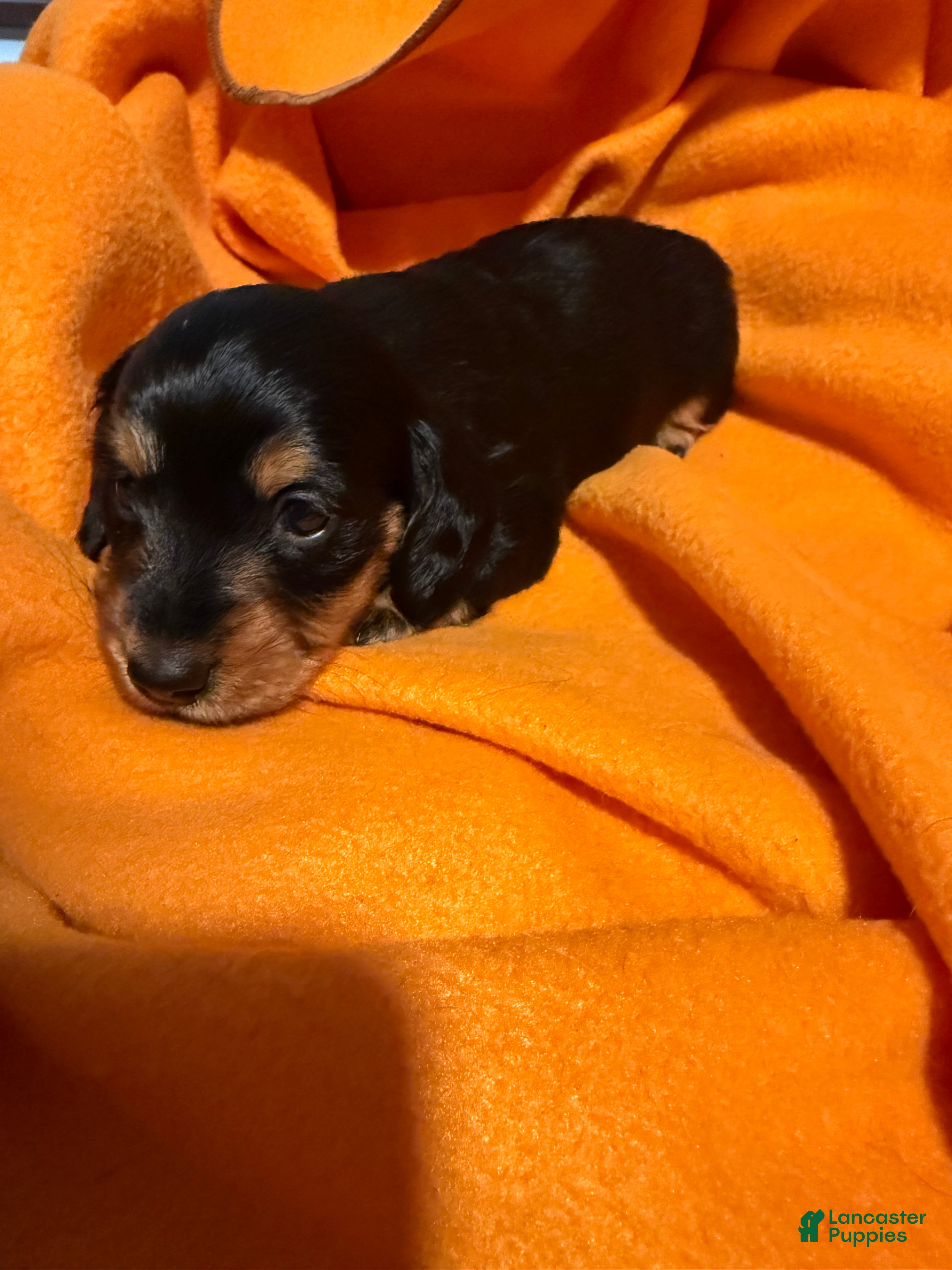 Miniature Dachshund dogs Goldie - Ad 1
