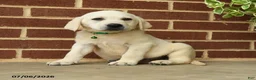Labrador Retriever dogs for sale: Diesel - Ad 5