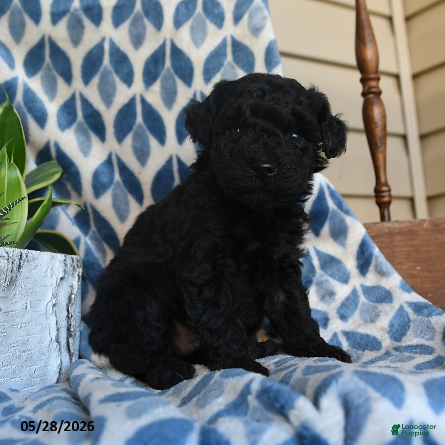 Labradoodle dogs Kofi - Ad 1