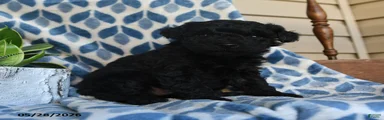 Kofi