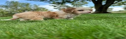 Cavapoo dogs for sale: Nola - Ad 14