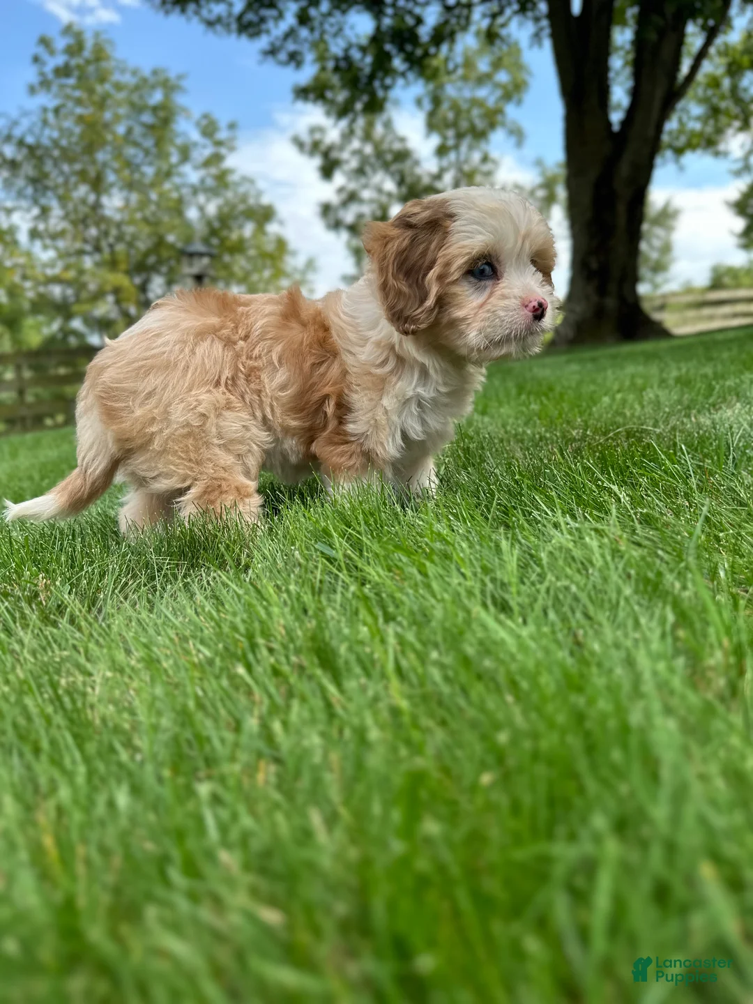 Cavapoo dogs for sale: Nola - Ad 14