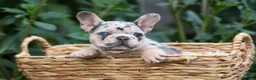 French Bulldog dogs for sale: Finn 🐾 - Ad 8