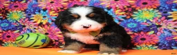 Bernese Mountain Dog dogs for sale: Murphy  - Ad 4
