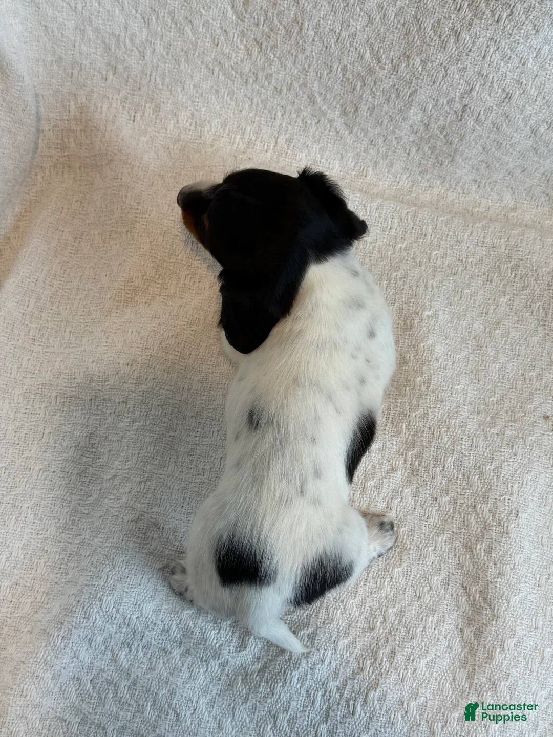 Miniature Dachshund dogs for sale: Abby - Ad 4
