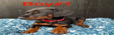 Doberman Pinscher Puppy 2