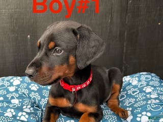 Doberman Pinscher dogs Doberman Pinscher Puppy 2 - Ad 1