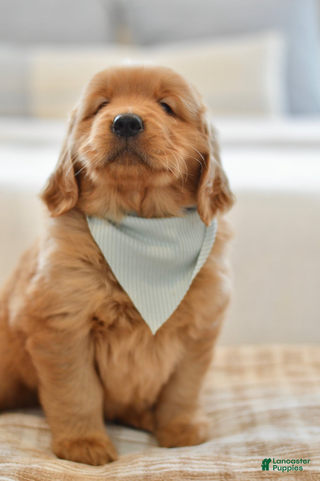 Golden Retriever dogs for sale: Moe - Ad 4