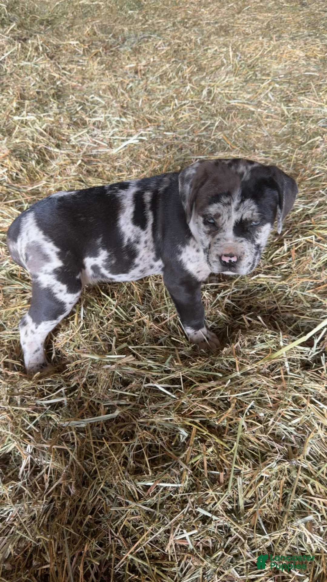 English Mastiff dogs for sale: English Mastiff Puppy 2 - Ad 5