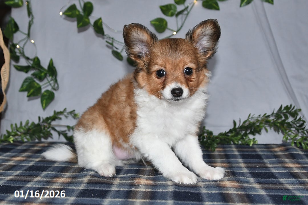 Papillon dogs for sale: Cruzer - Ad 4