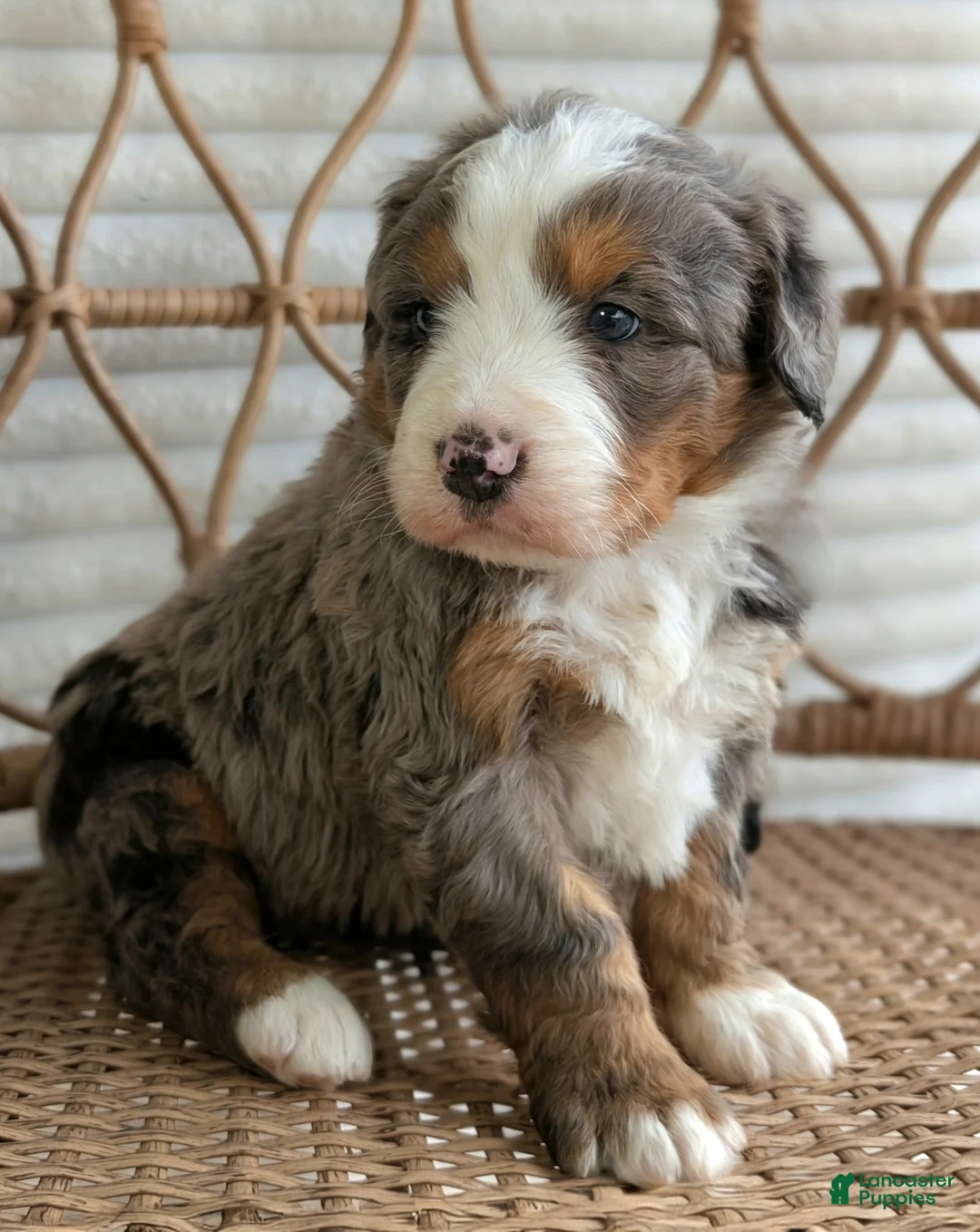 Bernedoodle dogs for sale: Skylar  - Ad 2