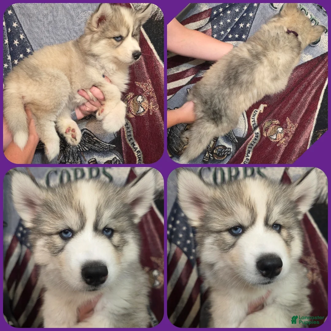 Siberian Husky dogs for sale: Purple  - Ad 1