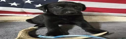 Labrador Retriever dogs for sale: Light Blue Collar - Ad 1