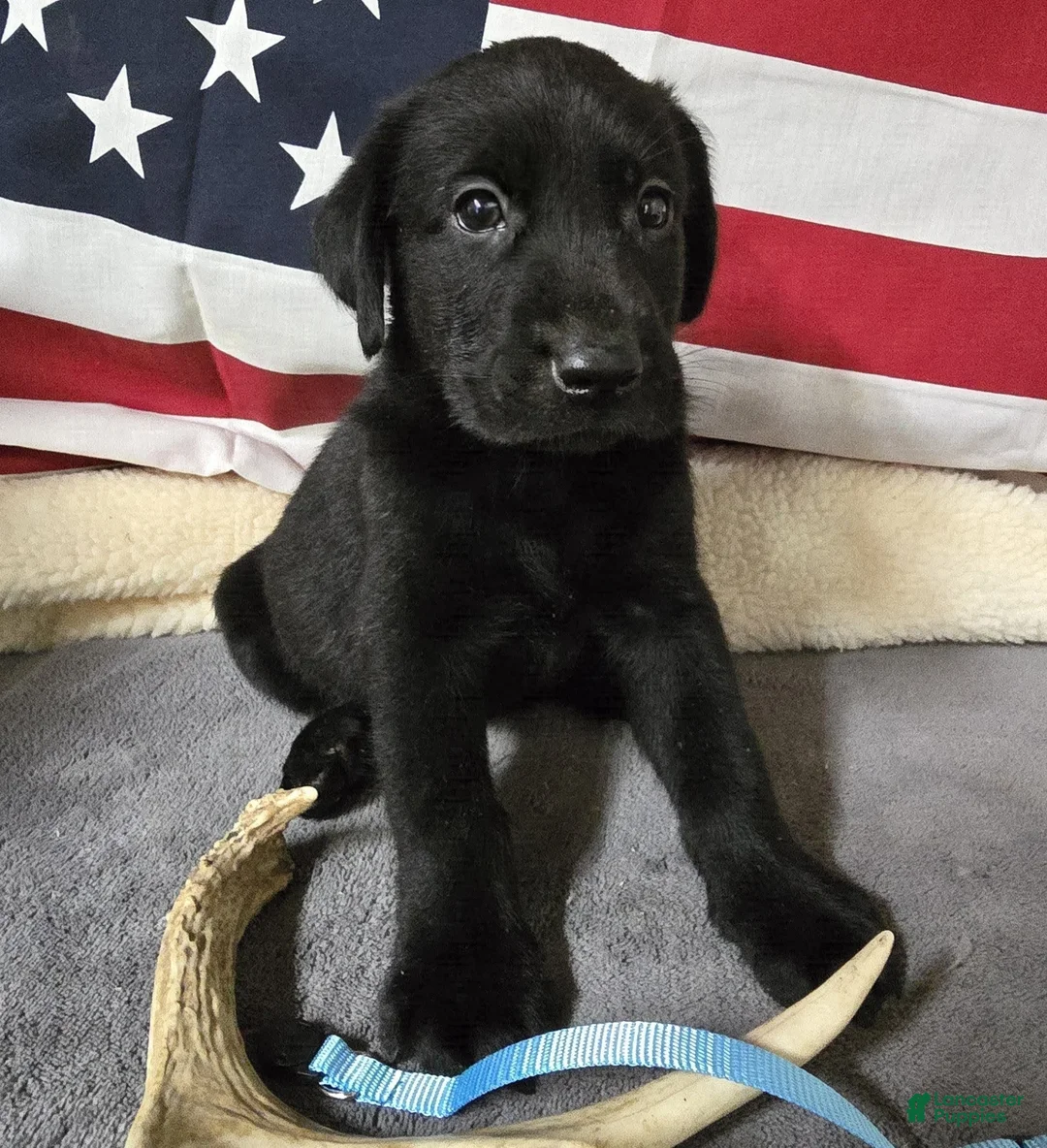 Labrador Retriever dogs for sale: Light Blue Collar - Ad 1
