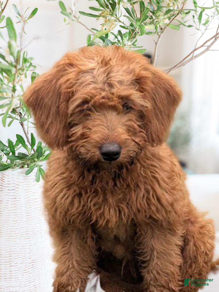 Sammi (Doodle / designer cross, Female) in Bethel, PA
