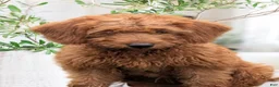 Miniature Labradoodle dogs for sale: Sammi - Ad 1