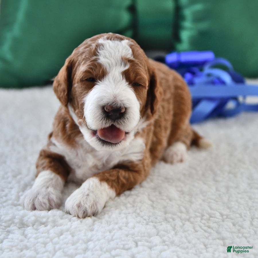 Mini Goldendoodle dogs Felix - Ad 30