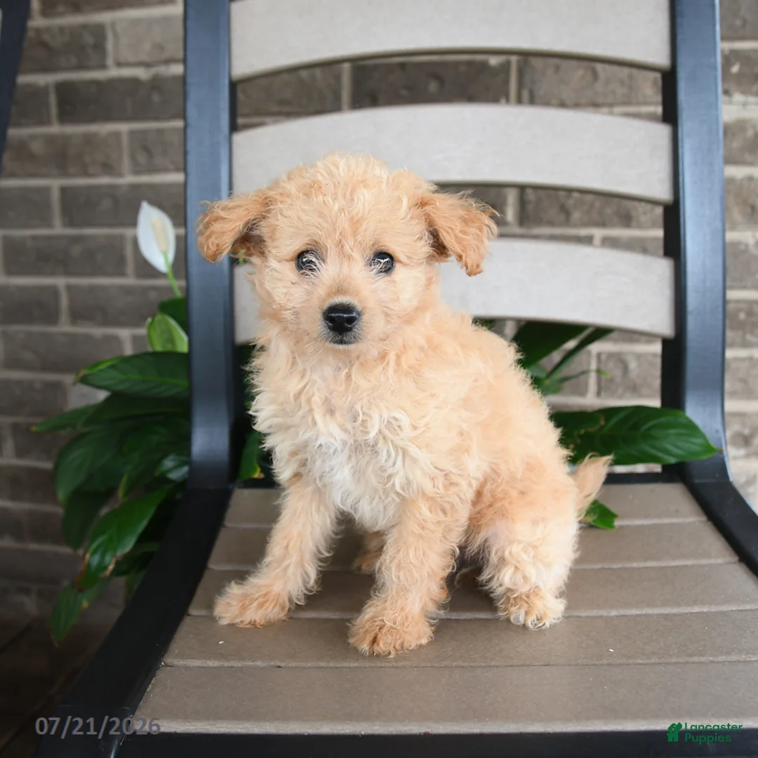 Havapoo dogs for sale: Angel Girl - Ad 1