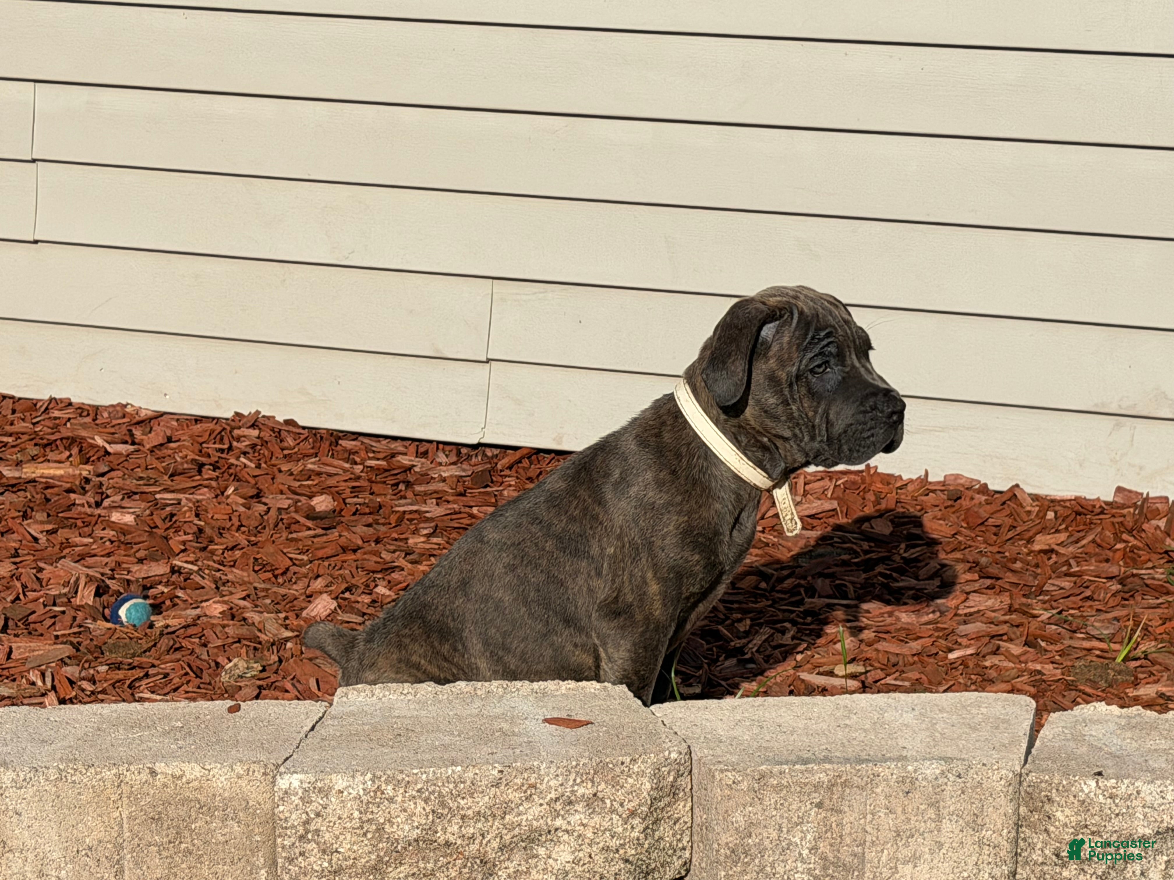 Cane Corso dogs Princess Tiana - Ad 2