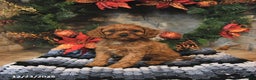 Cavapoo dogs for sale: Felix - Ad 1