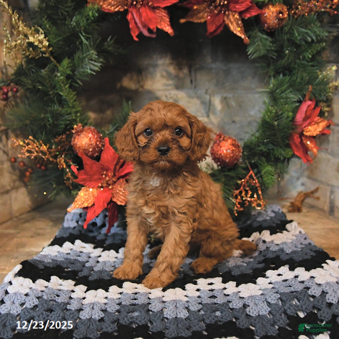 Cavapoo dogs for sale: Felix - Ad 1