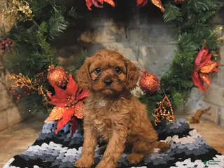 Cavapoo dogs Felix - Ad 16