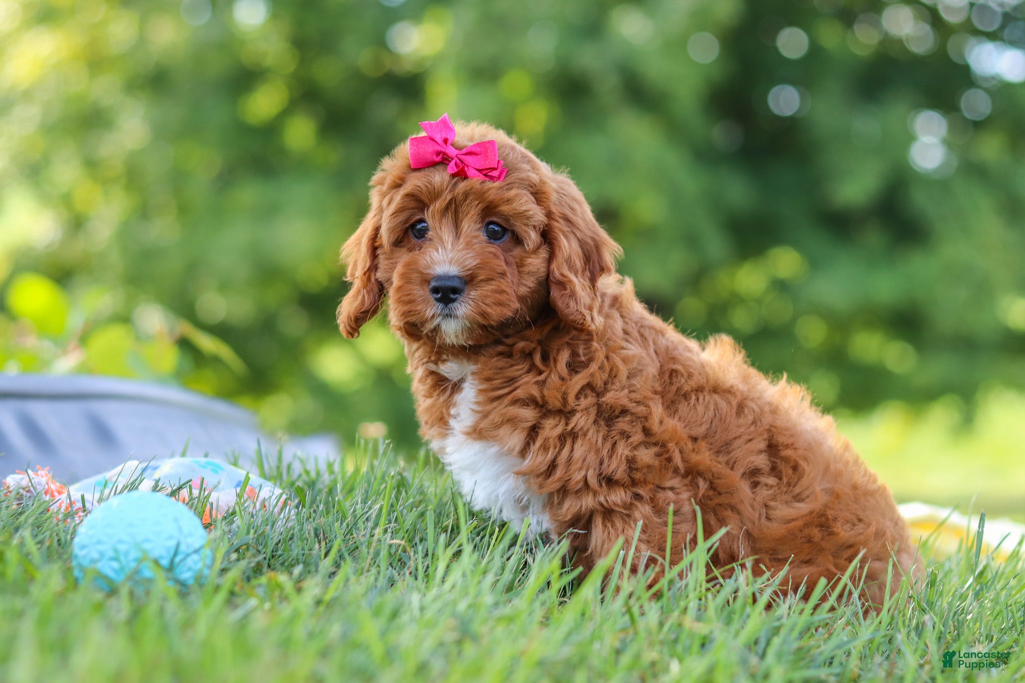 Cavapoo dogs Dixie - Ad 2