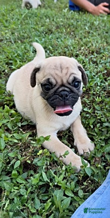 Pug dogs Henry - Ad 1