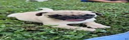 Pug dogs for sale: Henry - Ad 1