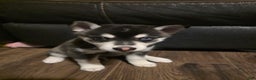 Alaskan Klee Kai dogs for sale: Alaskan Klee Kai blade - Ad 1