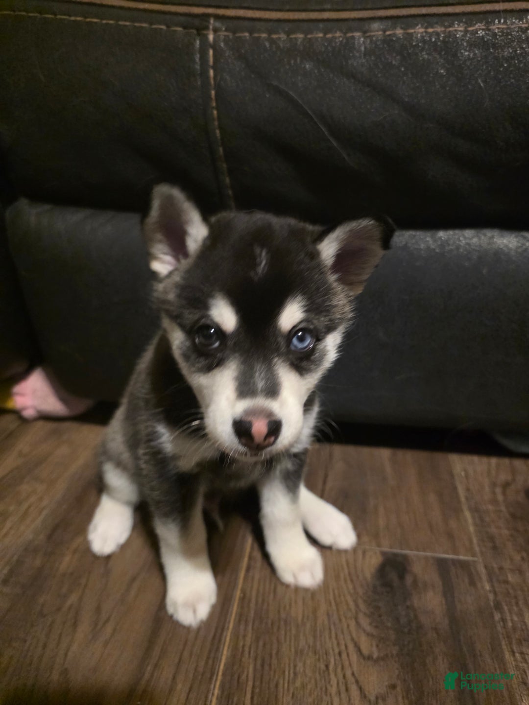Alaskan Klee Kai dogs for sale: Alaskan Klee Kai blade - Ad 1