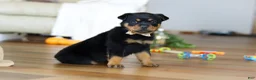 Rottweiler dogs for sale: Ace - Ad 6
