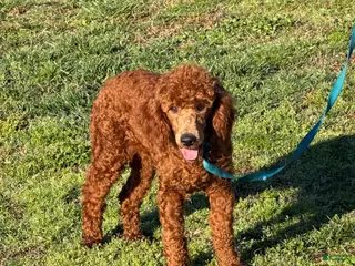 Miniature Poodle dogs Ian - Ad 31