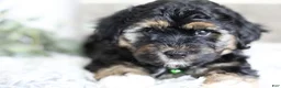 Maltipoo dogs for sale: Bear - Ad 12