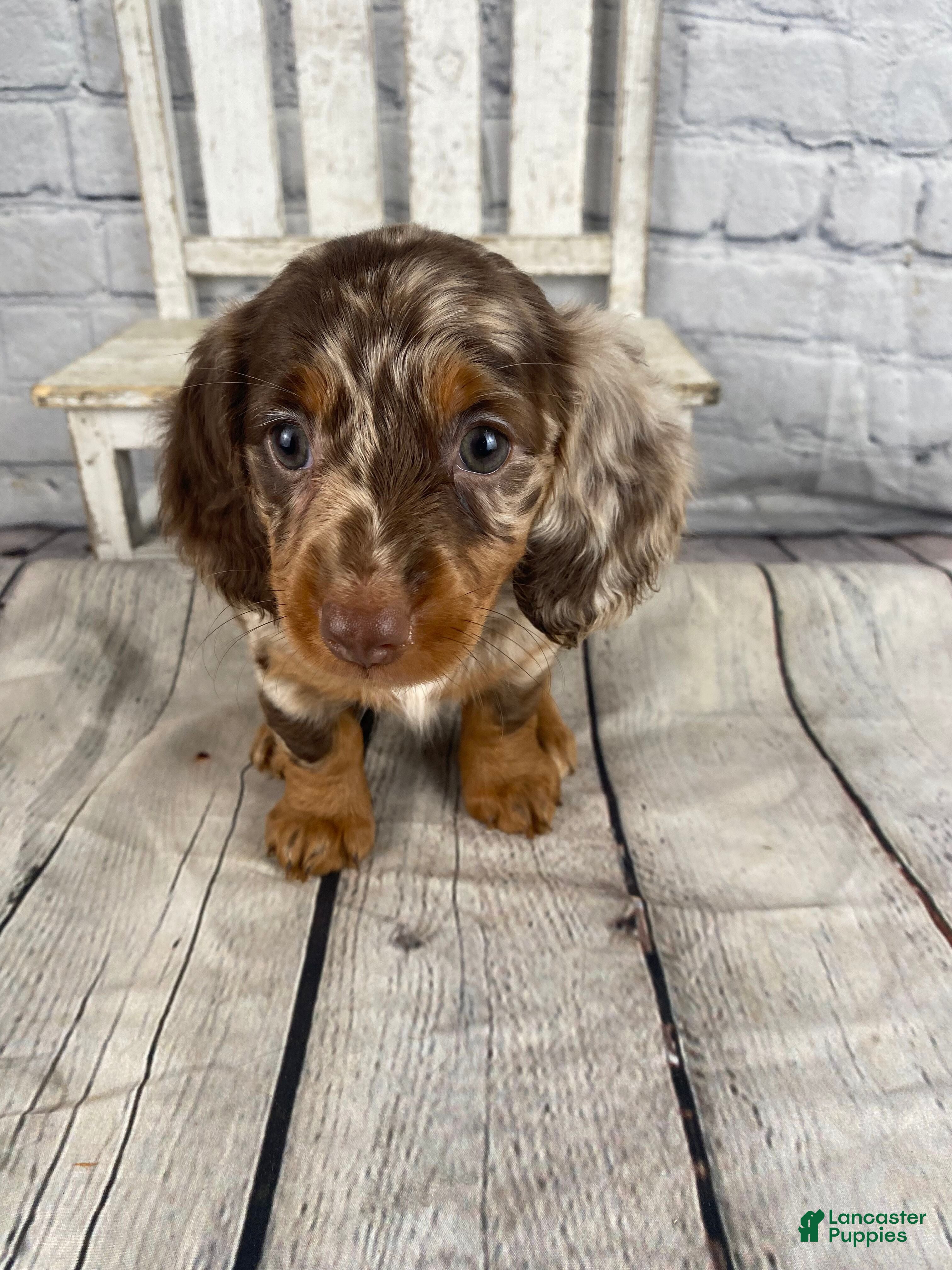 Miniature Dachshund dogs Toby - Ad 2