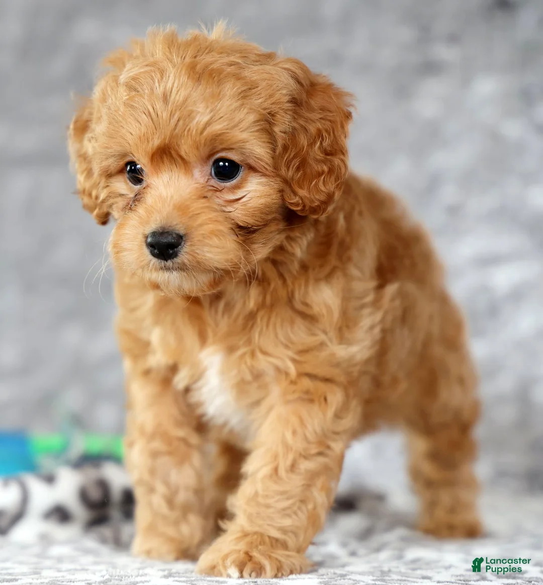 Cavapoo dogs for sale: Parker - Ad 7