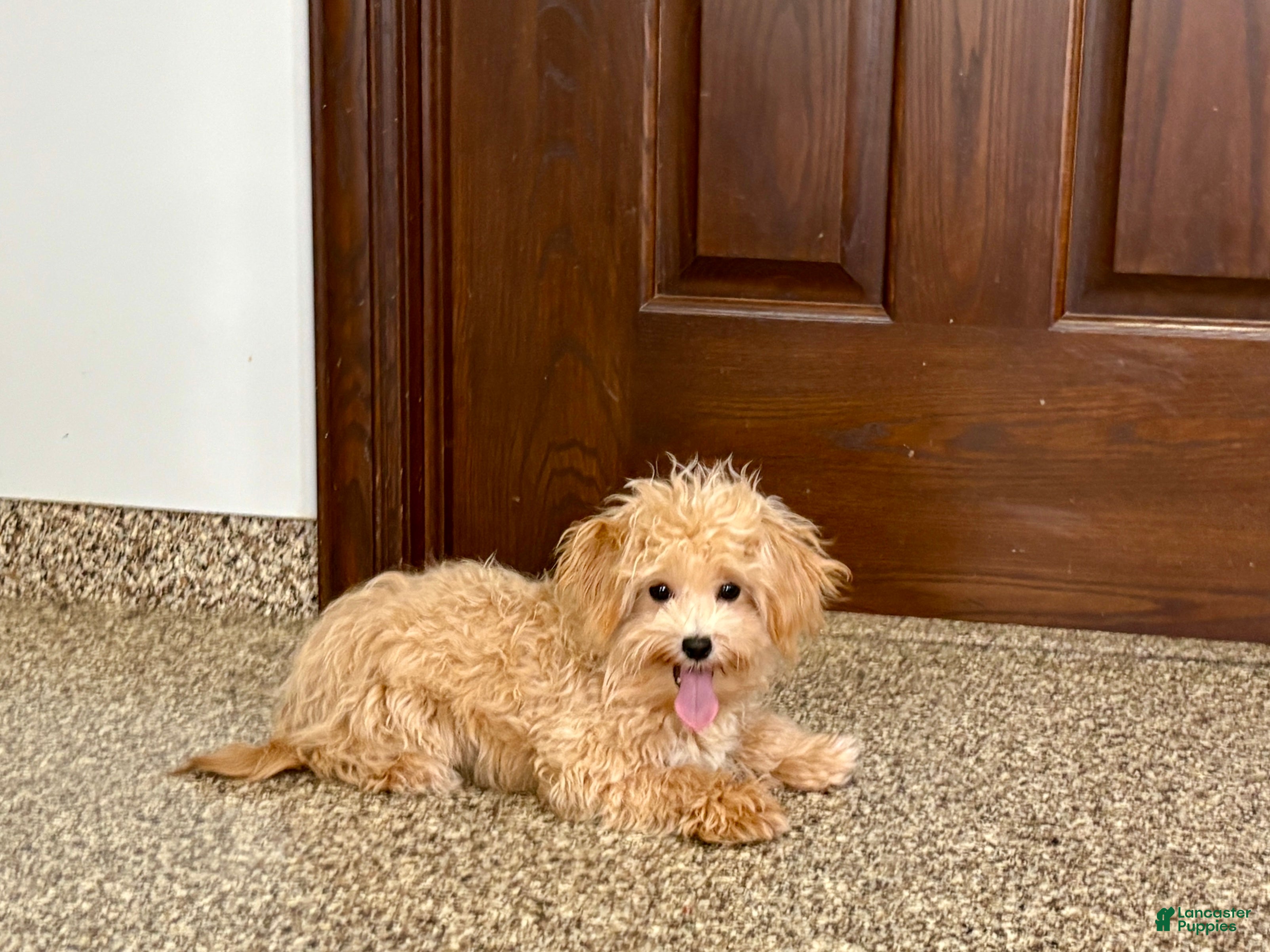 Maltipoo dogs Tiny - Ad 2
