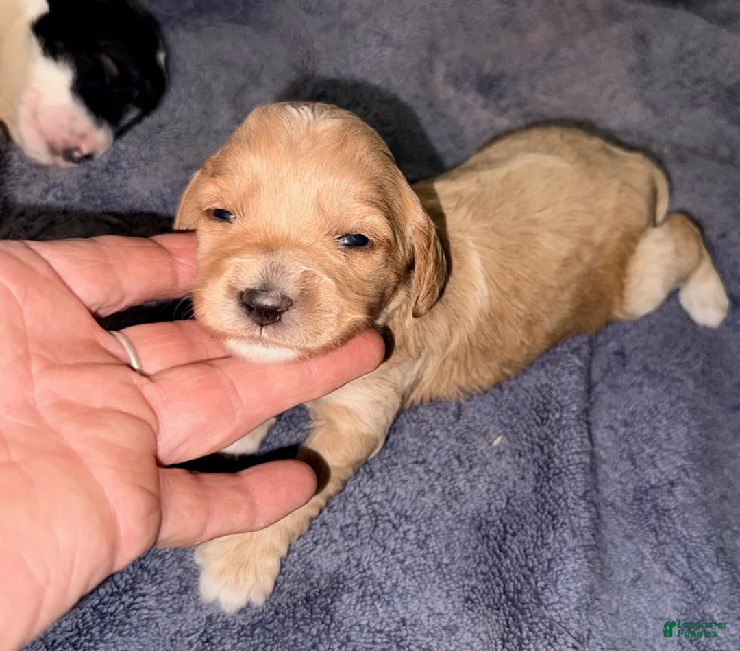 Cockapoo dogs for sale: Girl 2 - Ad 2