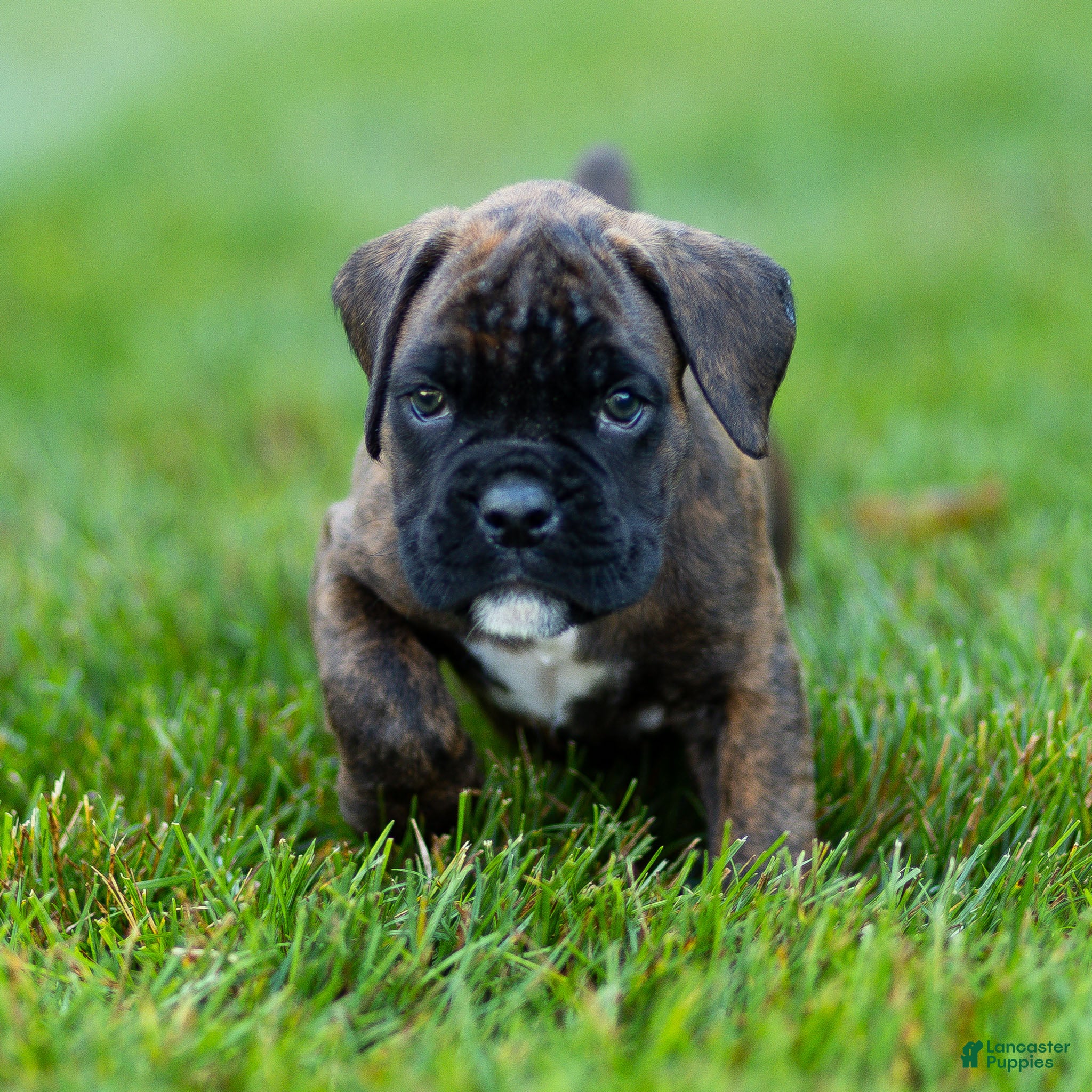 Boxer dogs Lenny Boxer Puppy  - Ad 2