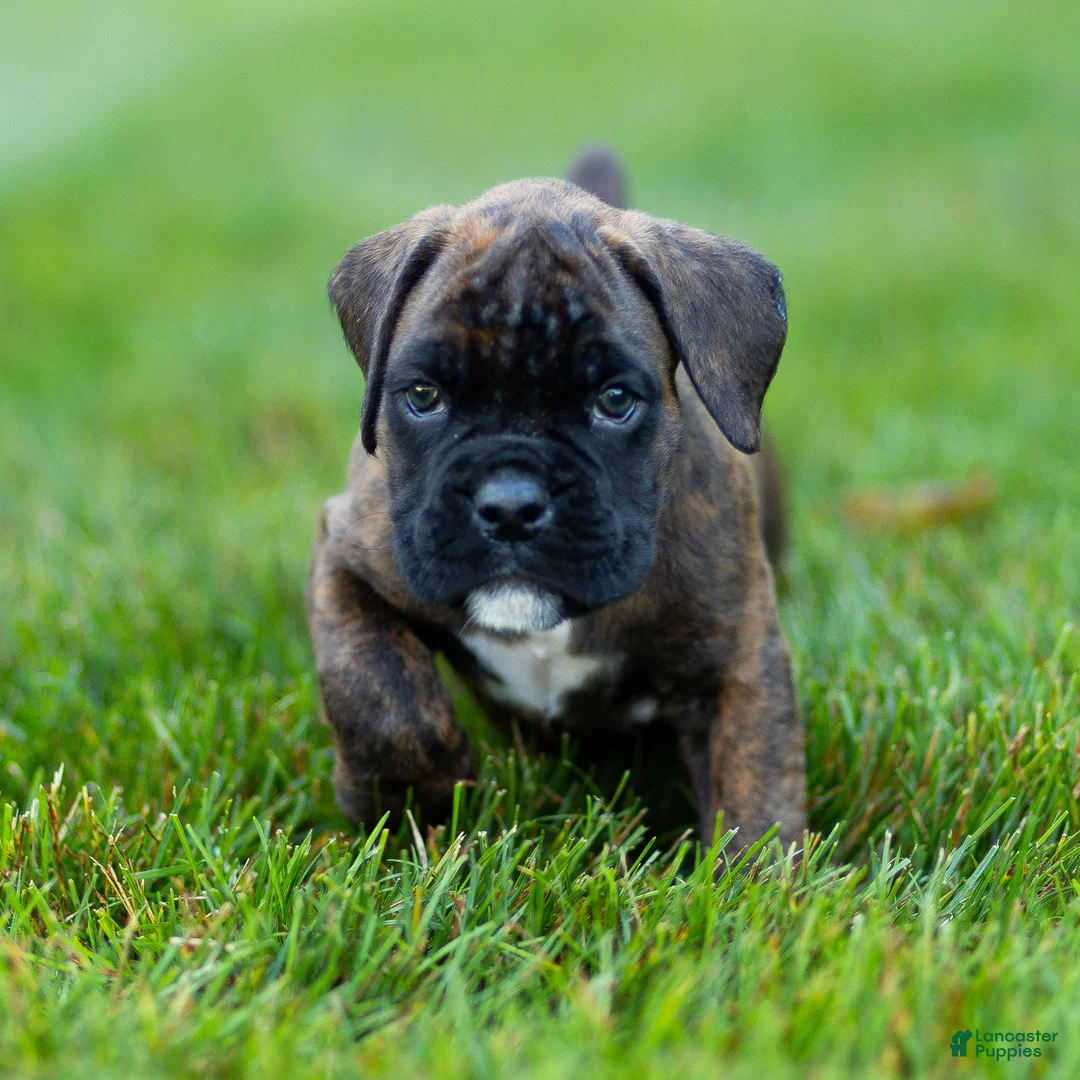 Boxer dogs for sale: Lenny Boxer Puppy  - Ad 2
