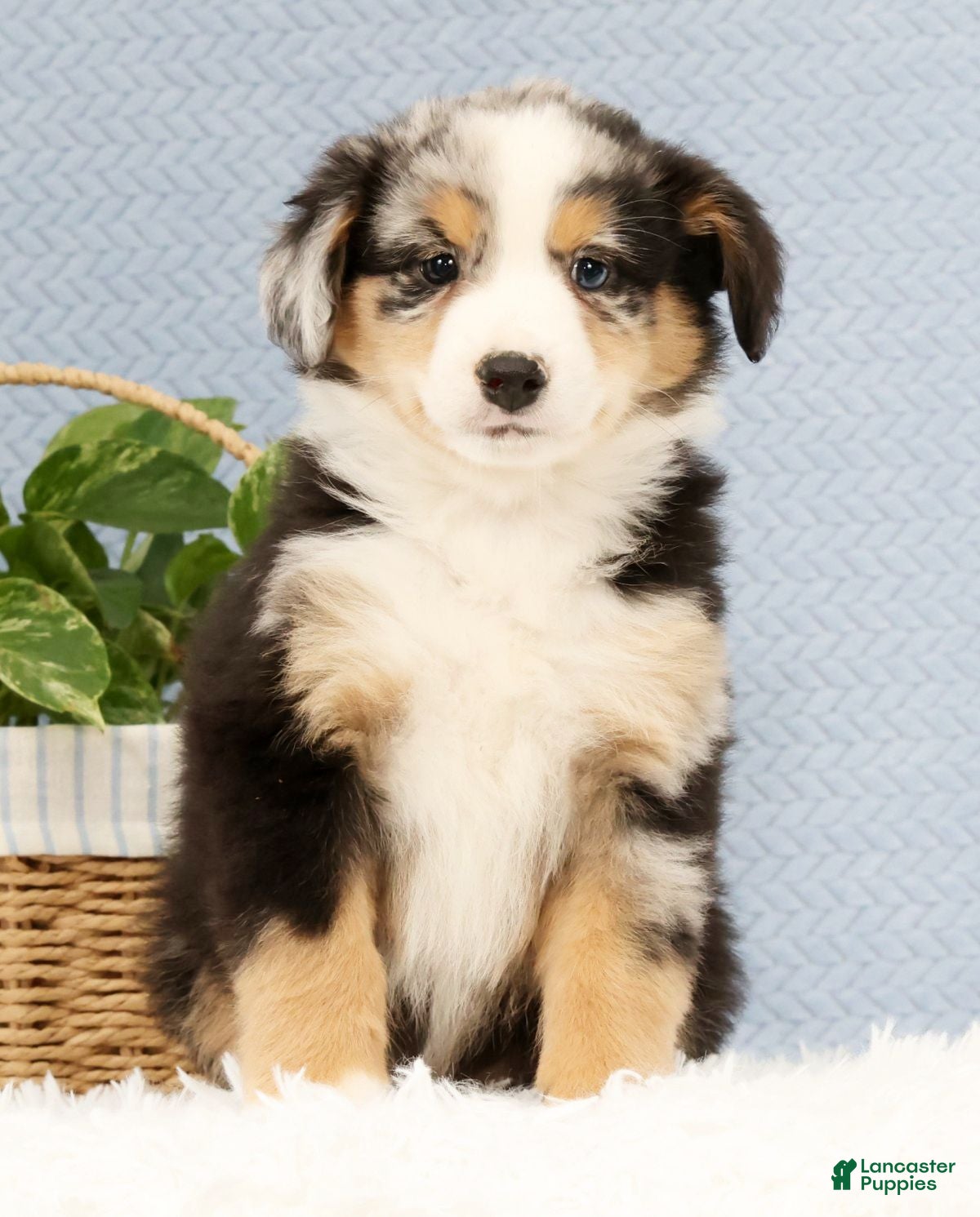 Australian Shepherd dogs Luke - Ad 2