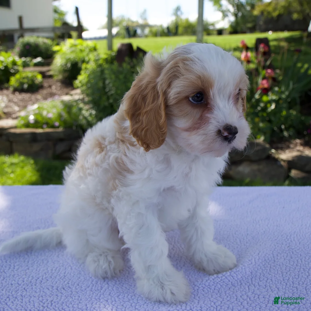 Cavapoo dogs for sale: Destiny - Ad 2