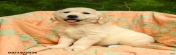 Golden Retriever dogs for sale: Autumn - Ad 1