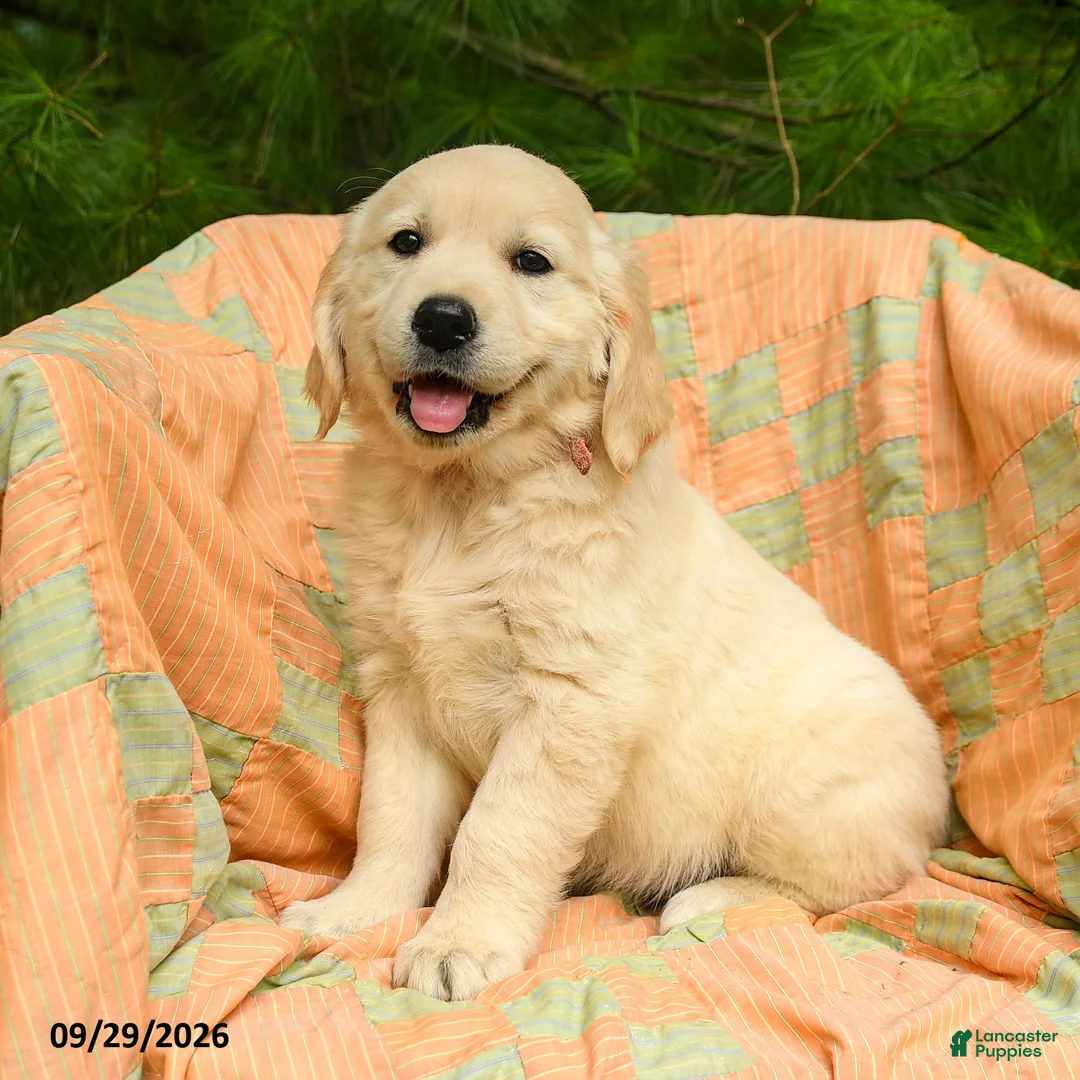 Golden Retriever dogs for sale: Autumn - Ad 1