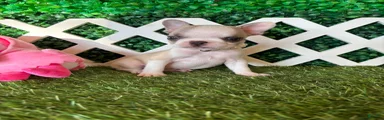 French Bulldog 4