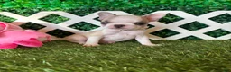 French Bulldog dogs for sale: French Bulldog 4 - Ad 1