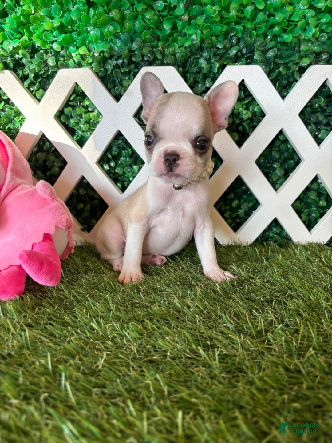 French Bulldog dogs for sale: French Bulldog 4 - Ad 1