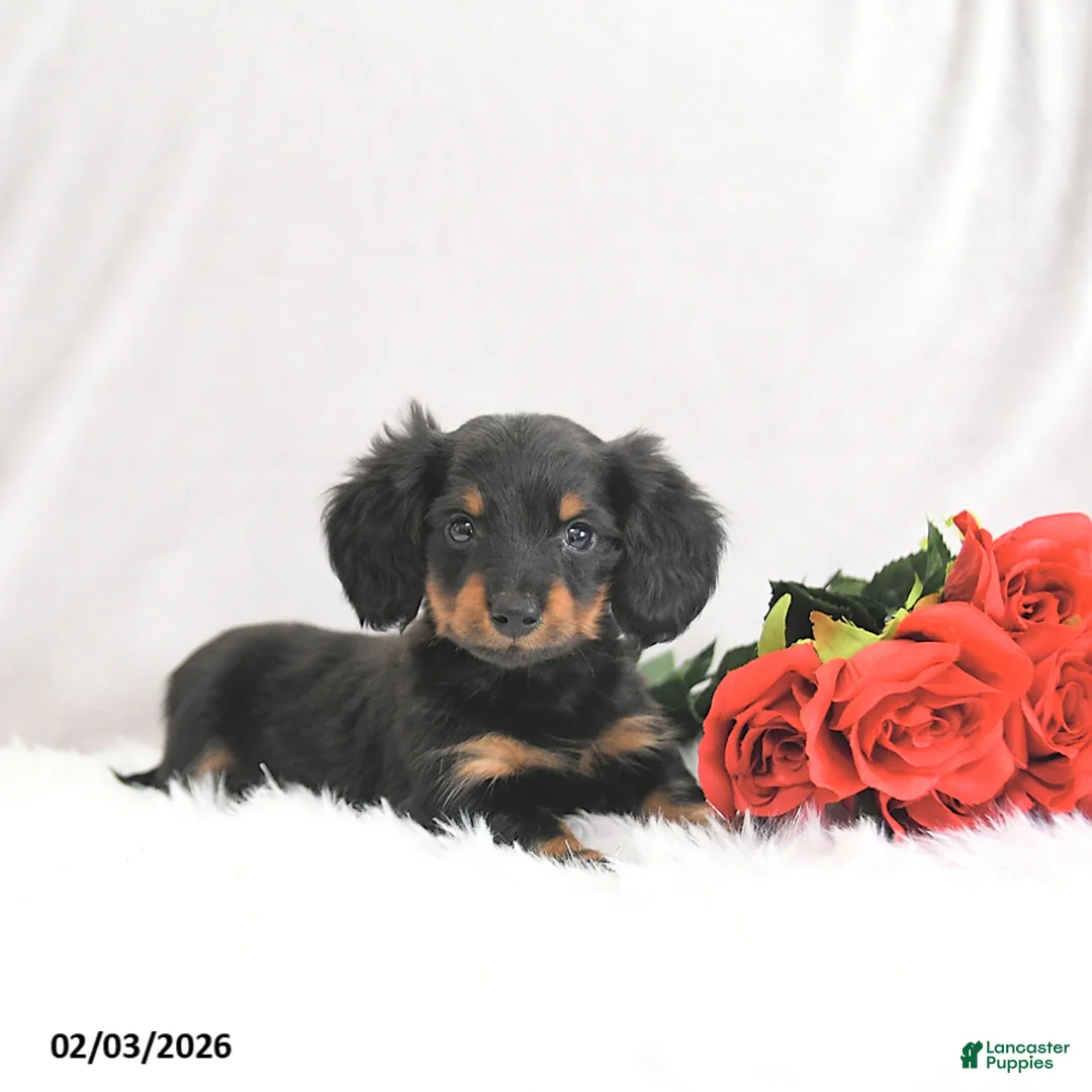 Miniature Dachshund dogs for sale: Pixie - Ad 2