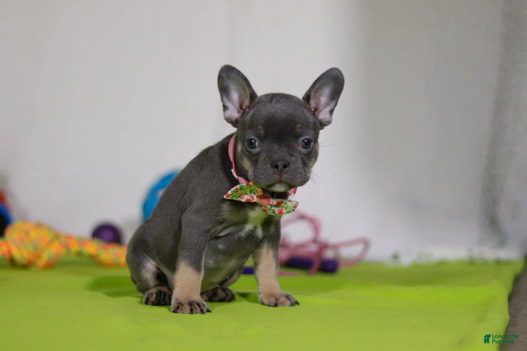 Mixed Breed dogs for sale: Queenie - Ad 2