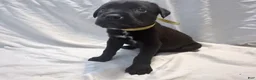 Cane Corso dogs for sale: Crowley AKC yellow/orange collar - Ad 18